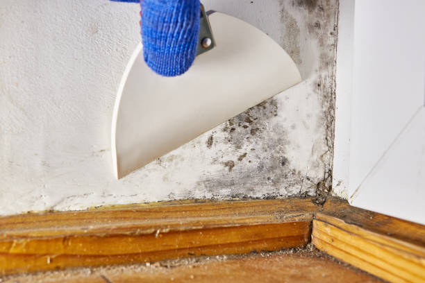 Best HVAC Mold Inspection and Cleaning  in Ocean Grove, NJ